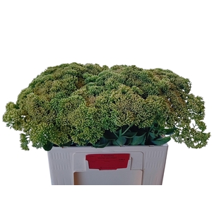 SEDUM SPECTABILE