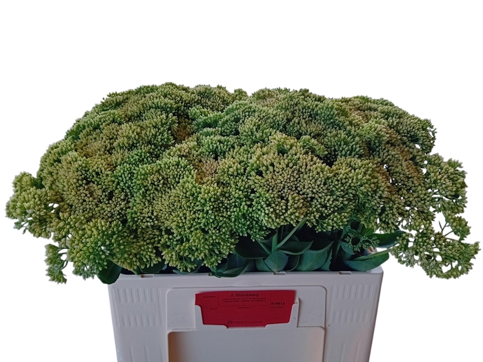 <h4>SEDUM SPECTABILE</h4>