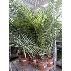 Phoenix canariensis