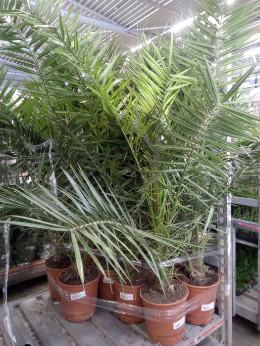 <h4>Phoenix canariensis</h4>