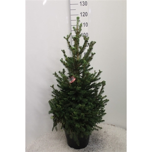 Picea abies 'Will's Zwerg' P29 90/100 potgedrukt