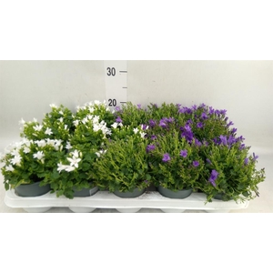 Campanula porten.