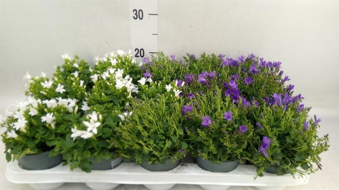 <h4>Campanula porten.</h4>