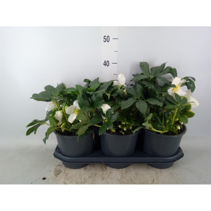 <h4>Helleborus ...</h4>