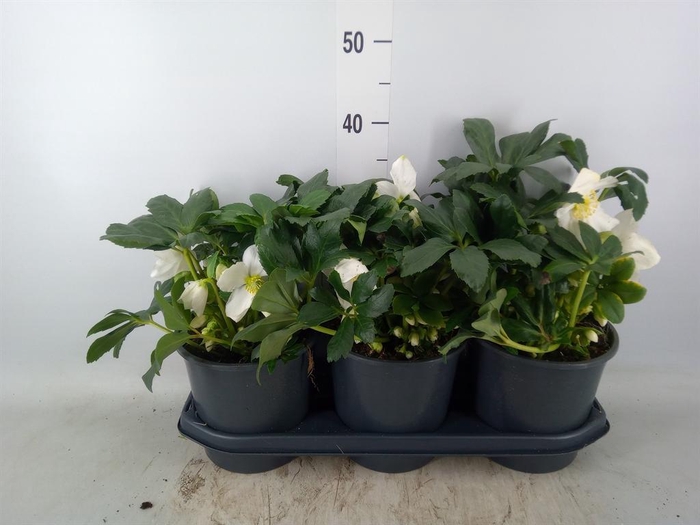 <h4>Helleborus ...</h4>