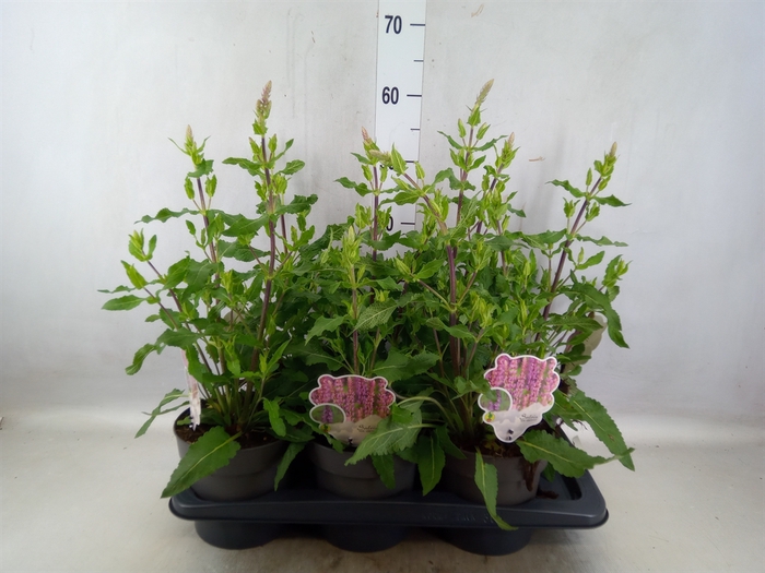 <h4>Salvia nemorosa 'Amethyst'</h4>