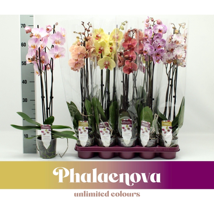 <h4>PHAL GEM</h4>
