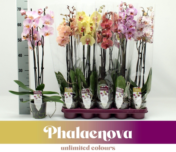 <h4>Gemengd 3-tak 70cm (RIJP)</h4>