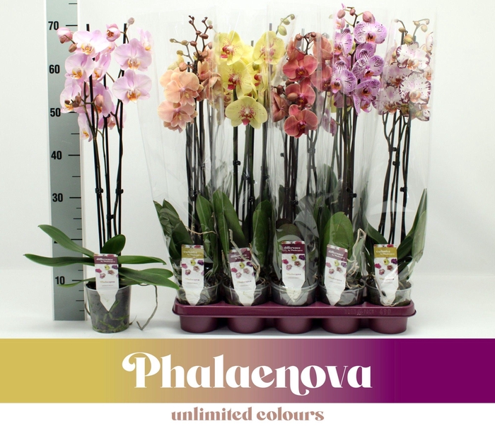 <h4>Gemengd 3-tak 70cm (RIJP)</h4>