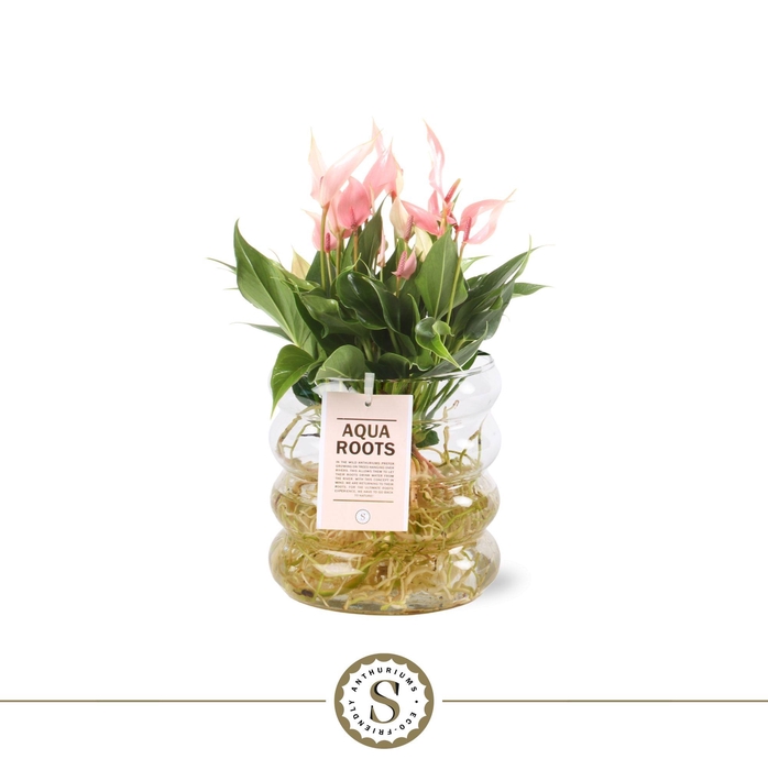 <h4>Aqua Roots Riccio glas Lilli</h4>