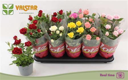 <h4>** Ro Lotz Of Gem 5 Kl * Spring Deal *</h4>