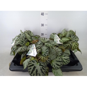 Begonia BD 'Silver Jewell'