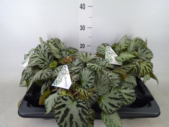 <h4>Begonia BD 'Silver Jewell'</h4>