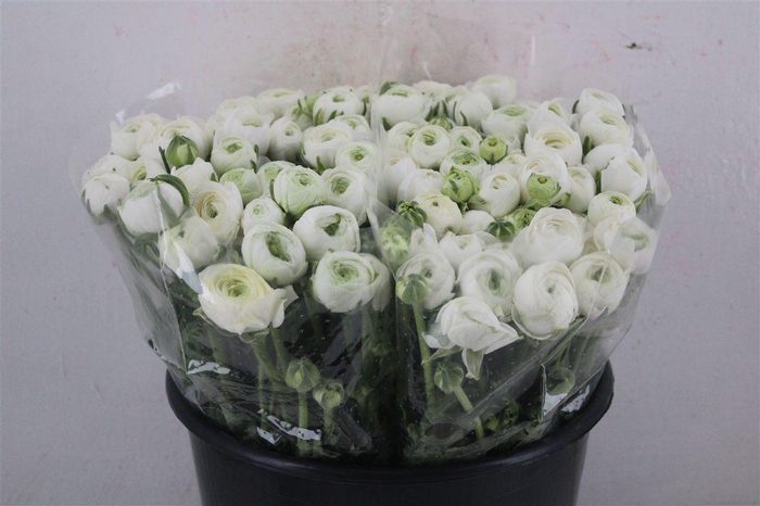 <h4>Ran Elegance White</h4>