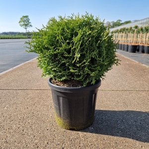 Thuja occ. 'Mr Bowling Ball' C8