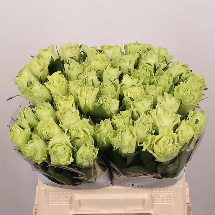 <h4>R GR CAMOUFLAGE!</h4>