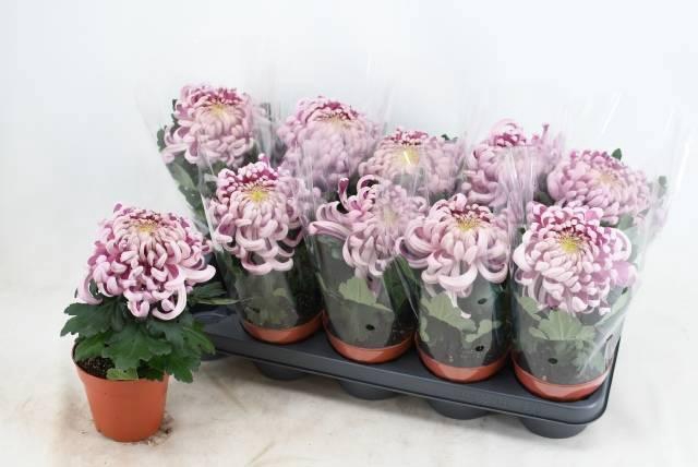 <h4>CHRYS VIENNA PINK</h4>