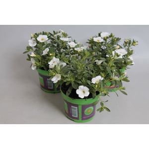 Calibrachoa White