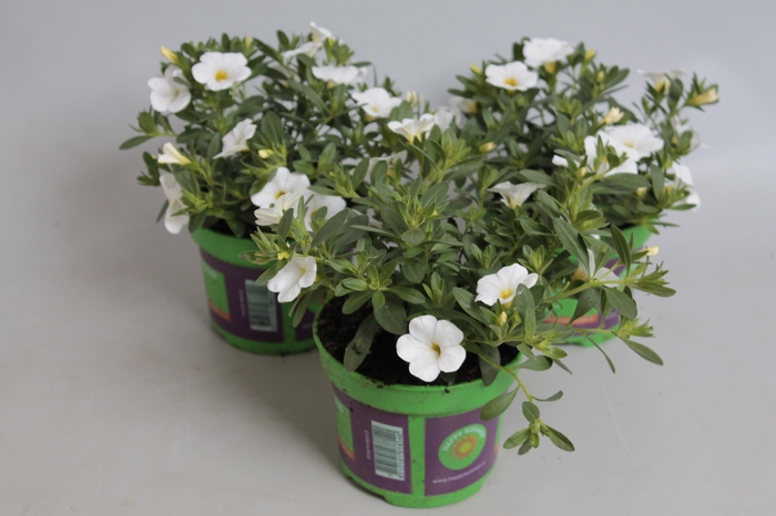<h4>Calibrachoa White</h4>