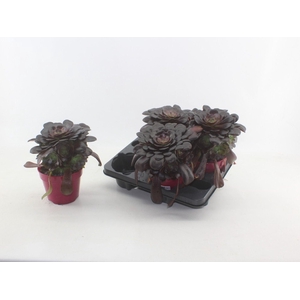 Aeonium arboreum Velours