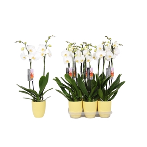 Phalaenopsis White, 2-spike Yellow Ceramics