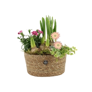 11681: Outdoor spring arrangement
