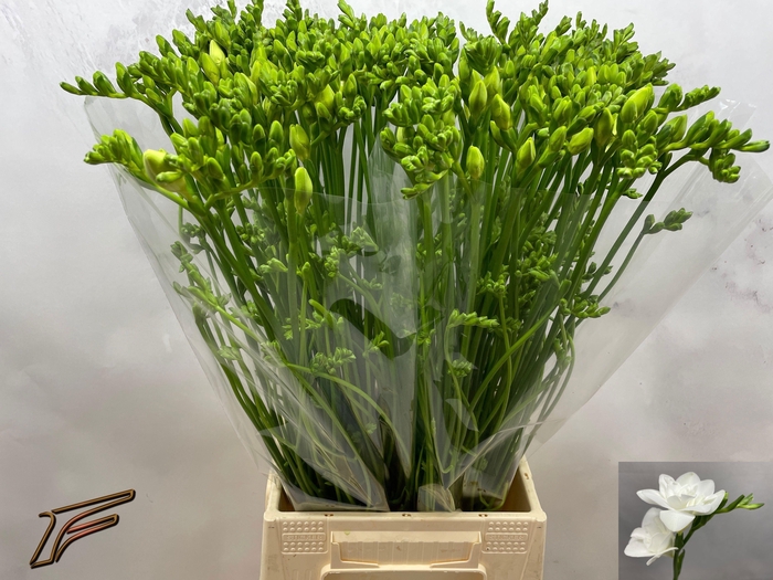 <h4>FR DU MAESTRO</h4>