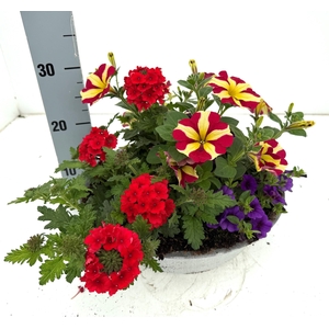 PERKPL GEM IN POT