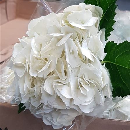 Hydr Premium White