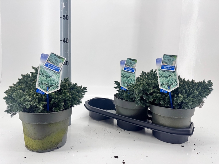 <h4>JUNI SQ BLUE STAR</h4>