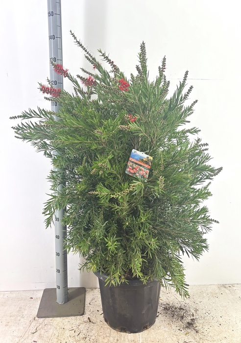 <h4>CALLIS CI SPLENDENS</h4>