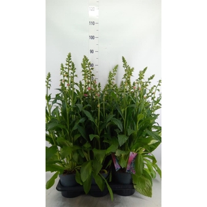 Digitalis  'Pink Panther'