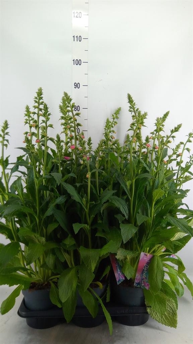 <h4>Digitalis  'Pink Panther'</h4>