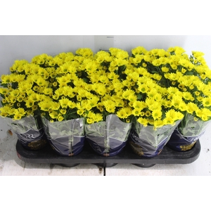 CRISANTEMO MINI P11 AMARELO