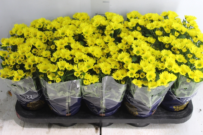 <h4>CRISANTEMO MINI P11 AMARELO</h4>
