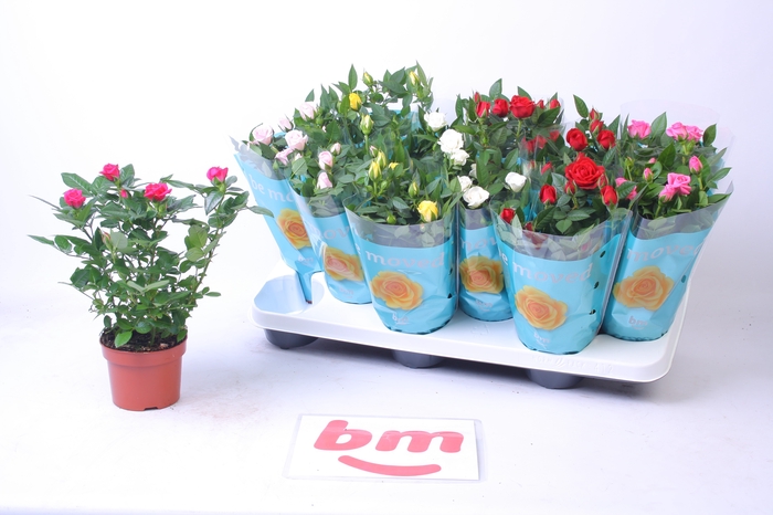 <h4>RO B MONDE GEM 7 SRT</h4>