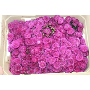 ASTER MARIANA 040 CM PINK