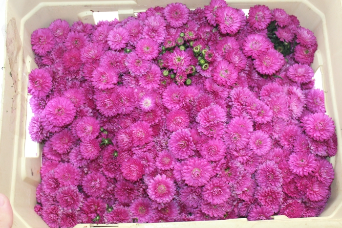 <h4>ASTER MARIANA 040 CM PINK</h4>