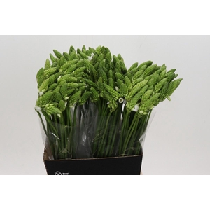 ORNITHOGALUM THYRSOIDES