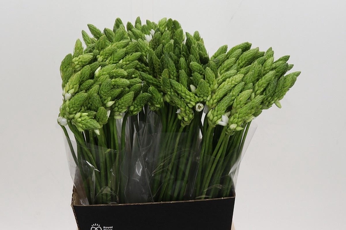 <h4>ORNITHOGALUM THYRSOIDES</h4>