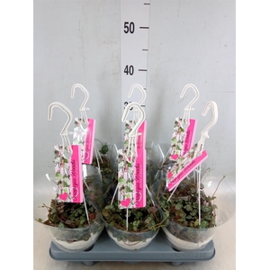 Ceropegia woodii ssp. woodii