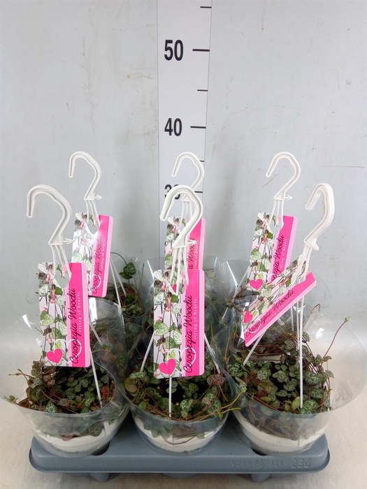 <h4>Ceropegia woodii ssp. woodii</h4>