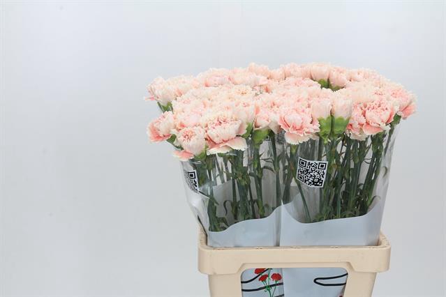 <h4>DIANTHUS ST CAPPUCCINO*</h4>