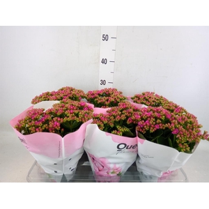 Kalanchoe  'MoreFlow Augusta'