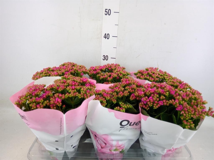 <h4>Kalanchoe  'MoreFlow Augusta'</h4>