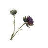 Cynara Purple