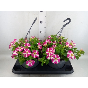 Petunia  'Surfinia'   ...mix