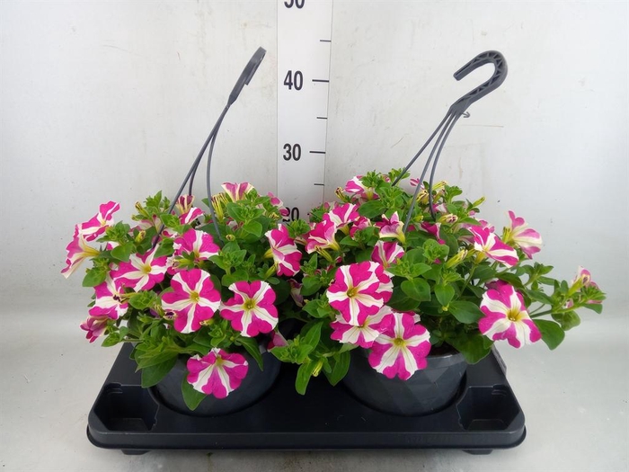 <h4>Petunia  'Surfinia'   ...mix</h4>