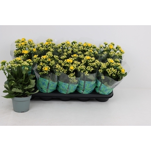 KAL GE PERFECTA YELL