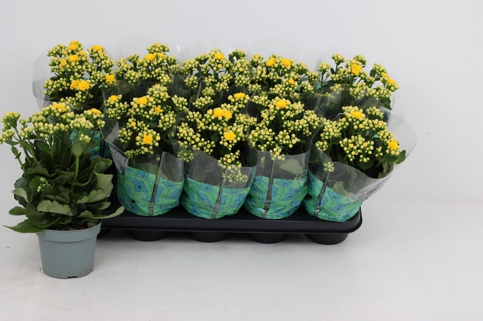 <h4>KAL GE PERFECTA YELL</h4>